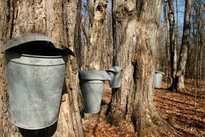 Syrup Trees